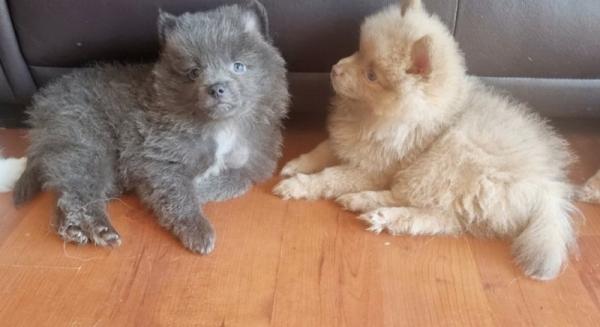 Adorable pomsky puppies for sale